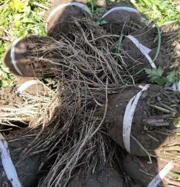 当归苗纯野生成活林率高适合高海拔