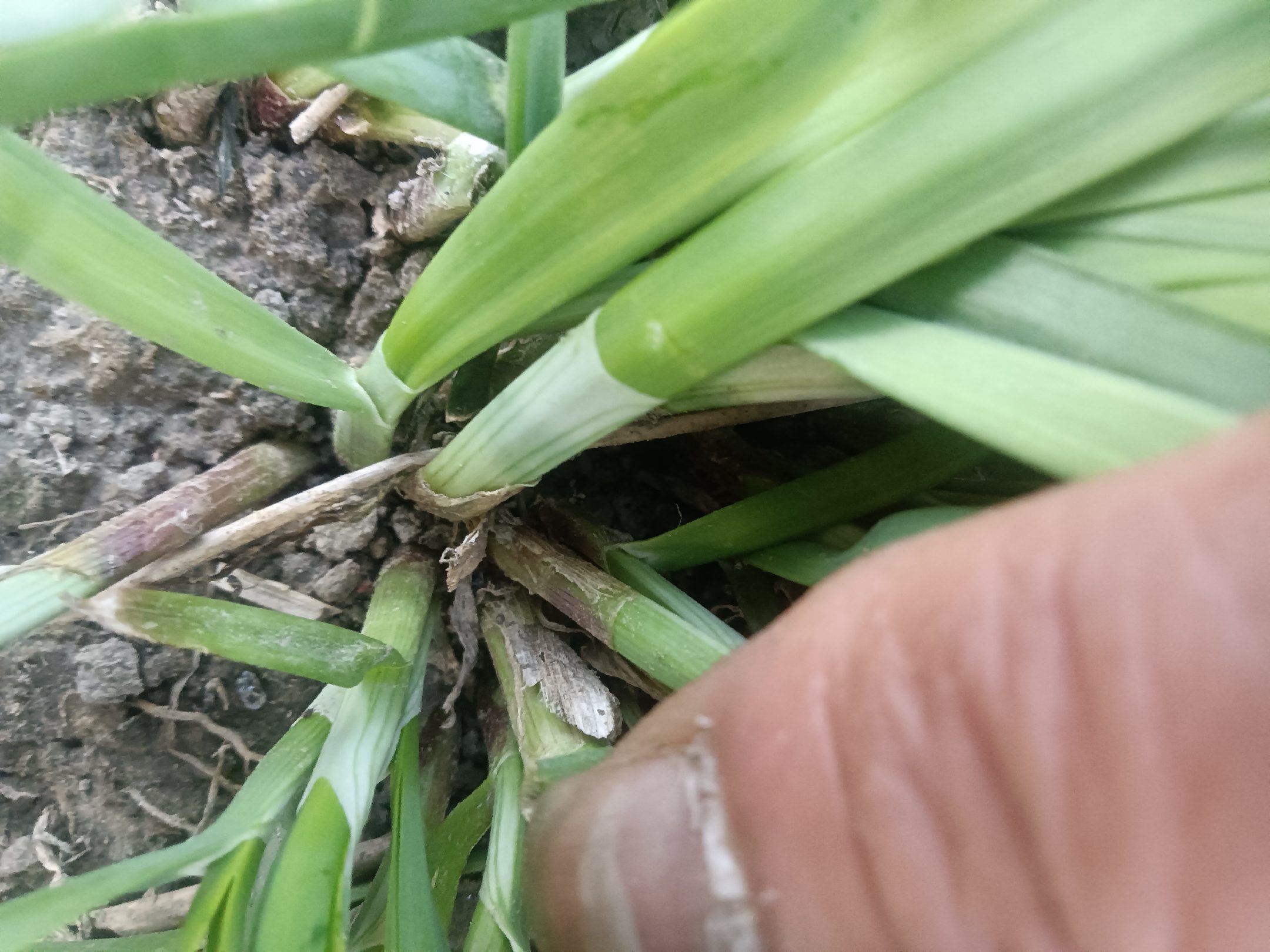 大叶韭菜根部特写