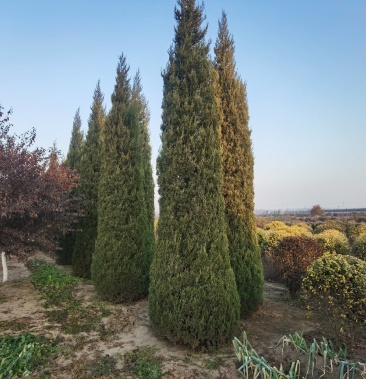 东北沈阳快柏又称塔柏规格齐全价格合理苗圃现挖现卖