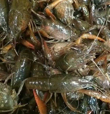 深水小龙虾青虾小爪