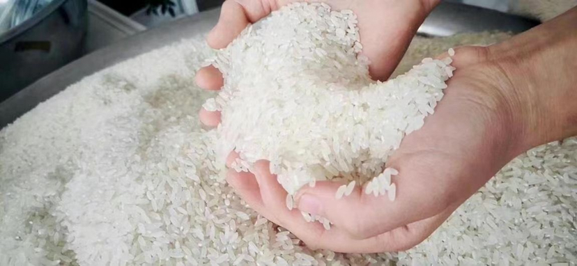 两碗分别标注为‘长粒香’和‘稻花香’的大米样品并列摆放,左侧米粒稍短且香味较淡,右侧米粒更细长晶莹,表面油润有光泽;背景为五常稻田风光,远处可见收割机作业场景 长粒香大米与稻花香大米对比图
