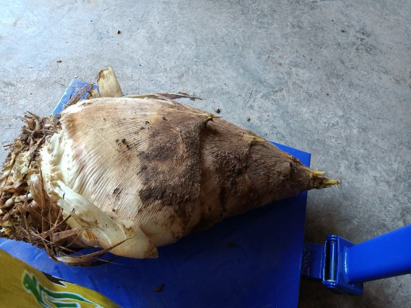 四川泸州叙永县竹笋 1.00元/斤蓝笋