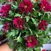 荷兰菊带花苞花苗四季开花盆栽室内外阳台花卉绿植