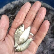 出售，各种，鱼苗，和成品鱼，草鱼，青鱼，鲫鱼，鲤鱼，桂鱼