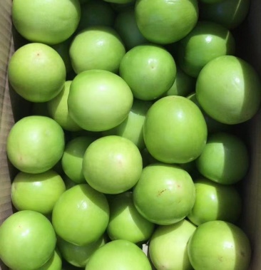 [青枣批发]青枣价格5.00元/斤 - 一亩田