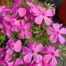 芝樱花丛生福禄考基地直供货源充足诚信经营