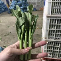 [牛]精品白菜芯，油菜苔，货源充足，产地直供，欢迎来电咨询