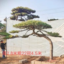造型油松