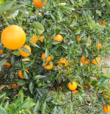 夏橙荔浦夏橙大量上市欢迎老板实地看货