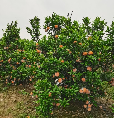 [茂谷柑批发]广西上林茂谷柑价格2.90元/斤 - 一亩田