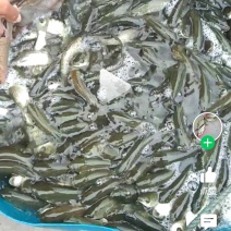淡水养殖各种鱼苗:鲤鱼草鱼鲫鱼青鱼大头鱼规格齐全