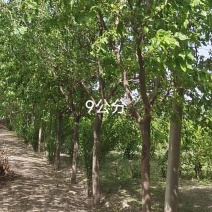 绿化桑树规格齐全用途多欢迎来电采购
