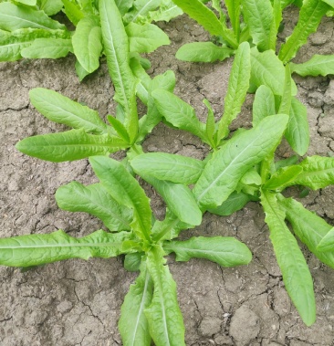 种都高科三青莴笋苗莴苣苗全国速度发货