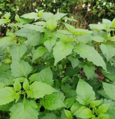 龙葵菜白花菜每天3000斤