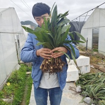 紫花宽叶毛慈菇种苗，包成活率90%以上