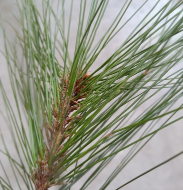 [松针批发]马尾松松针价格2400.00元/吨 - 一亩田