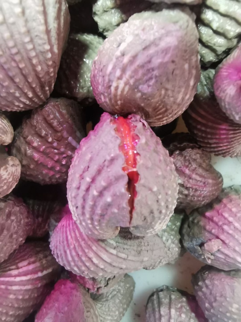 00/斤贝类海鲜白蚬子淡水养殖可零售可批发欢迎老板来电063.