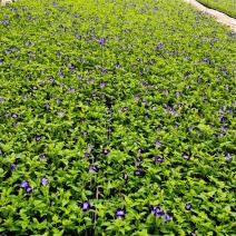 夏堇穴盘苗，夏瑾小苗基地直发量大价优一手货源