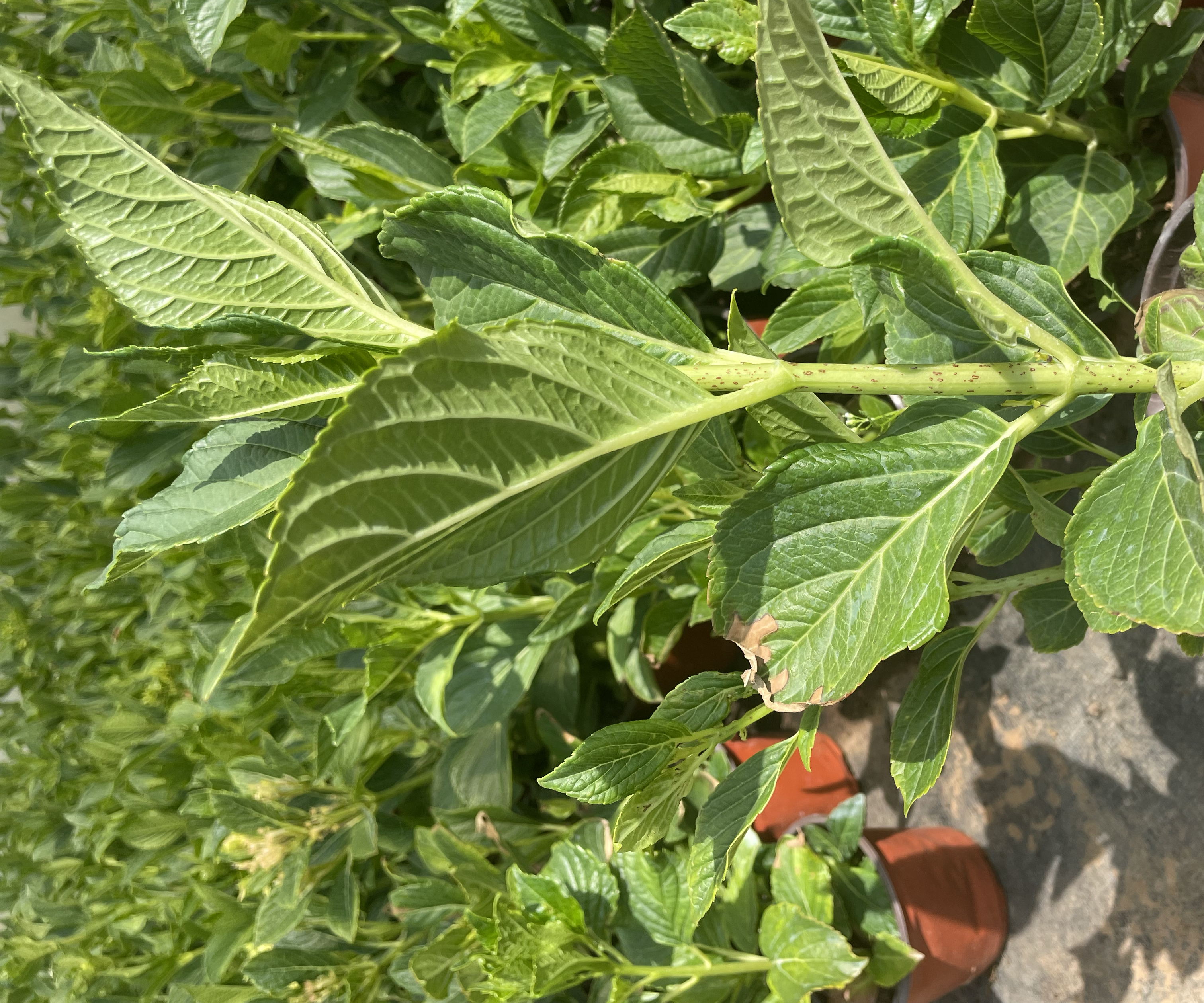 八角金盘植株特写