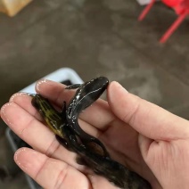 黄骨鱼鱼苗