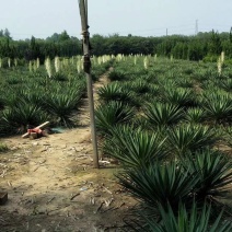 剑麻基地供应剑麻，丝兰，凤尾兰规格齐全物美价廉