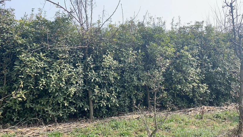 四季桂园林应用实景