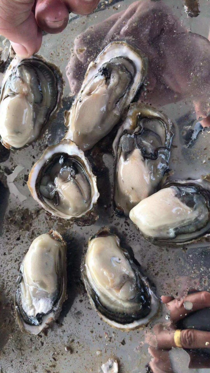 [生蚝批发]福建漳州诏安县生蚝 1.