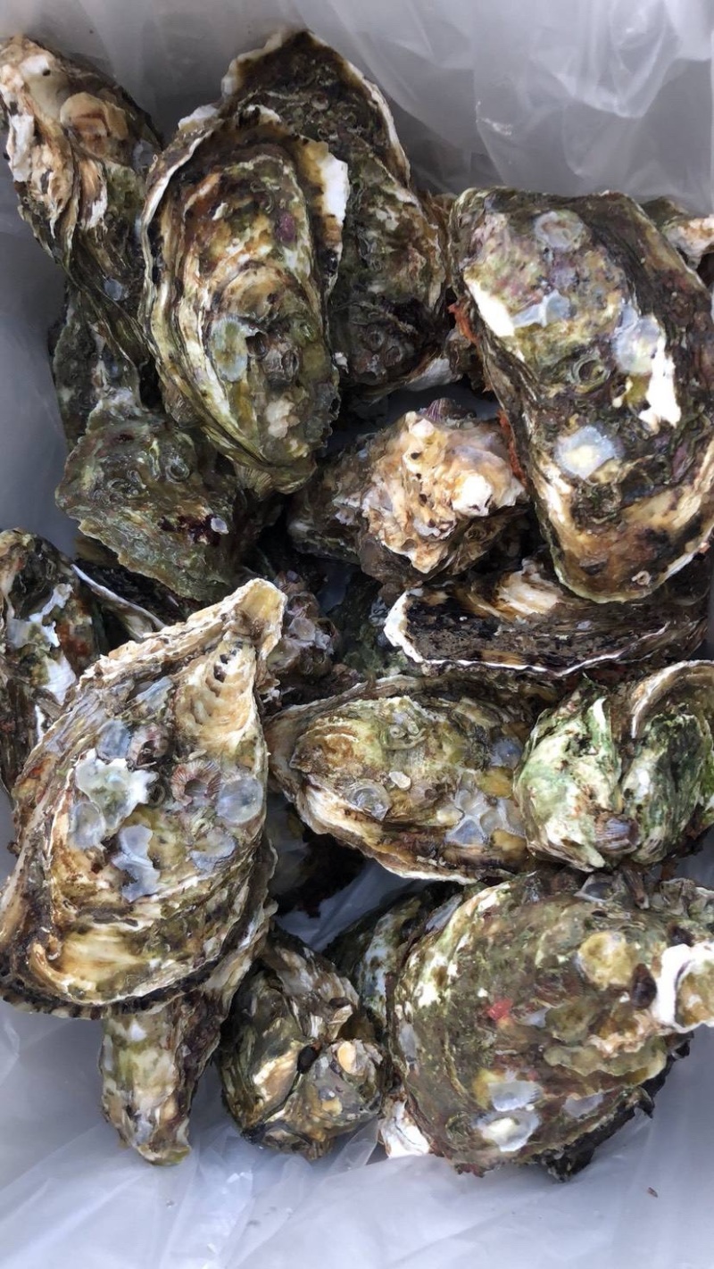 [生蚝批发]福建漳州诏安县生蚝 1.