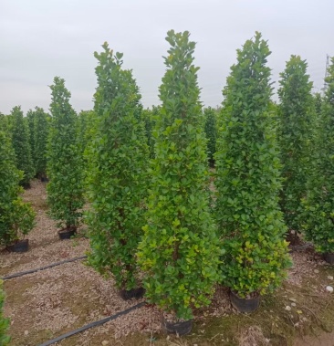 金钱榕火山榕绿篱