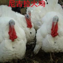 种蛋受精蛋尼古拉孵化，苗88量大优惠