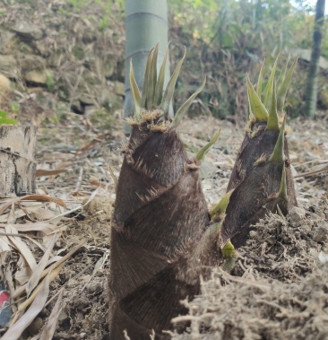 楠竹春笋已经上市需要的直接电话货好