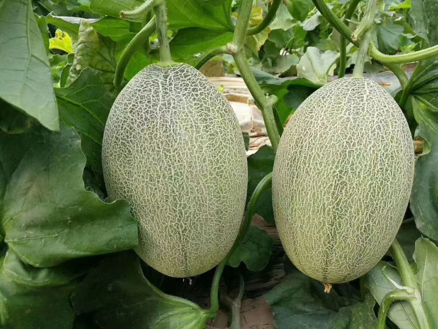 展示甜瓜(Cucumis melo)不同亚种的形态对比,左侧为网纹甜瓜(subsp. melo),右侧为典型香瓜(subsp. agrestis),标注果实形状、表皮纹理、植株生长习性差异 甜瓜与香瓜植物学分类对比图