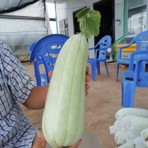 高石脆瓜
