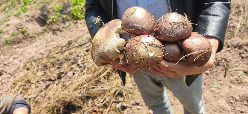 展示新鲜或干燥的浙贝母植株,背景为田间种植环境 浙贝母实物图
