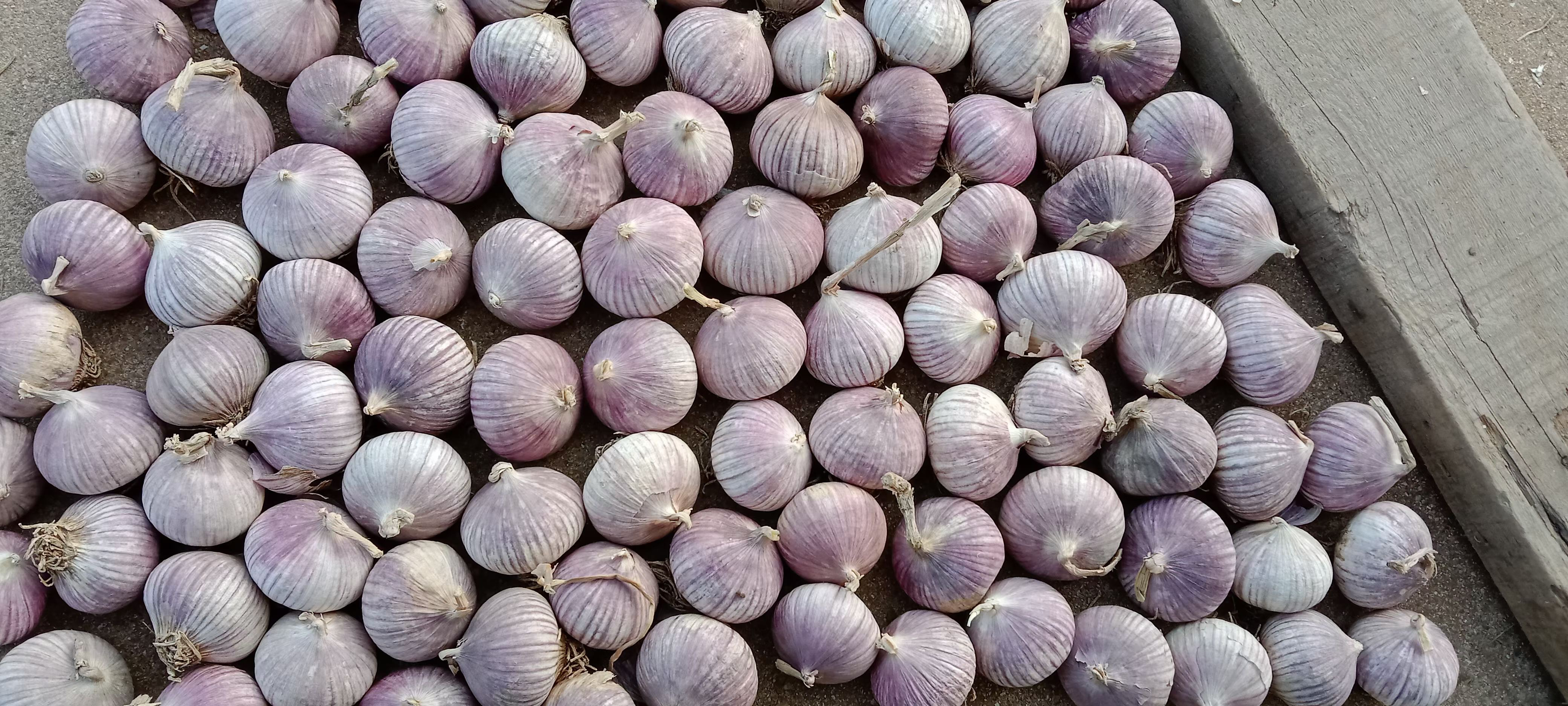 显微镜下观察的独头蒜组织切片图,显示密集排列的薄壁细胞中含有大量油滴颗粒,标注出‘液泡’‘细胞壁’‘含硫化合物结晶区’等结构,背景为淡蓝色科学图表风格 独头蒜切面显微结构示意图