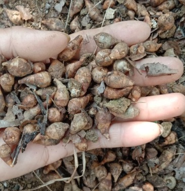 [三七批发]姜叶三七,土田七,打不死,姜叶三七,姜叶三七,姜叶三七价格1