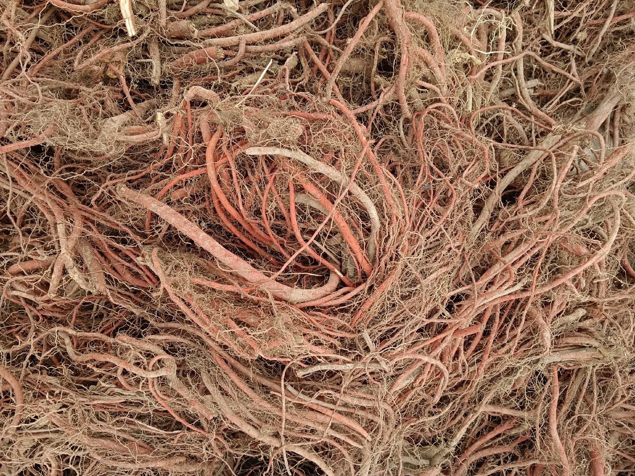 丹参与西洋参的根部形态对比,左侧为丹参红色根茎,右侧为西洋参淡黄色根条 丹参与西洋参外观对比图