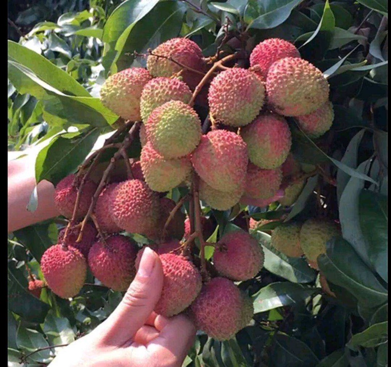 无核荔枝冬季环割促花技术操作现场图