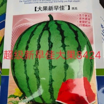 新早佳西瓜种子~耐储运新品种瓤色红早熟性好瓜个大耐裂