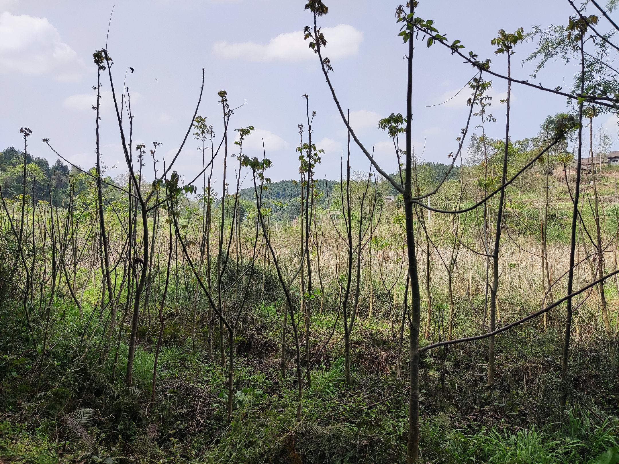 核桃树与树枝全景图