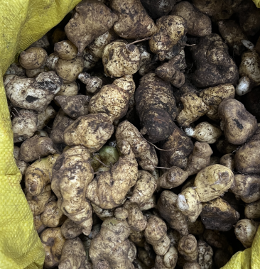 野生黄精鸡头红花滇黄精姜型黄精