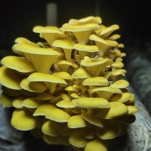 产地直销鸡油黄鸡油菌黄金菇榆黄蘑干货非鲜货