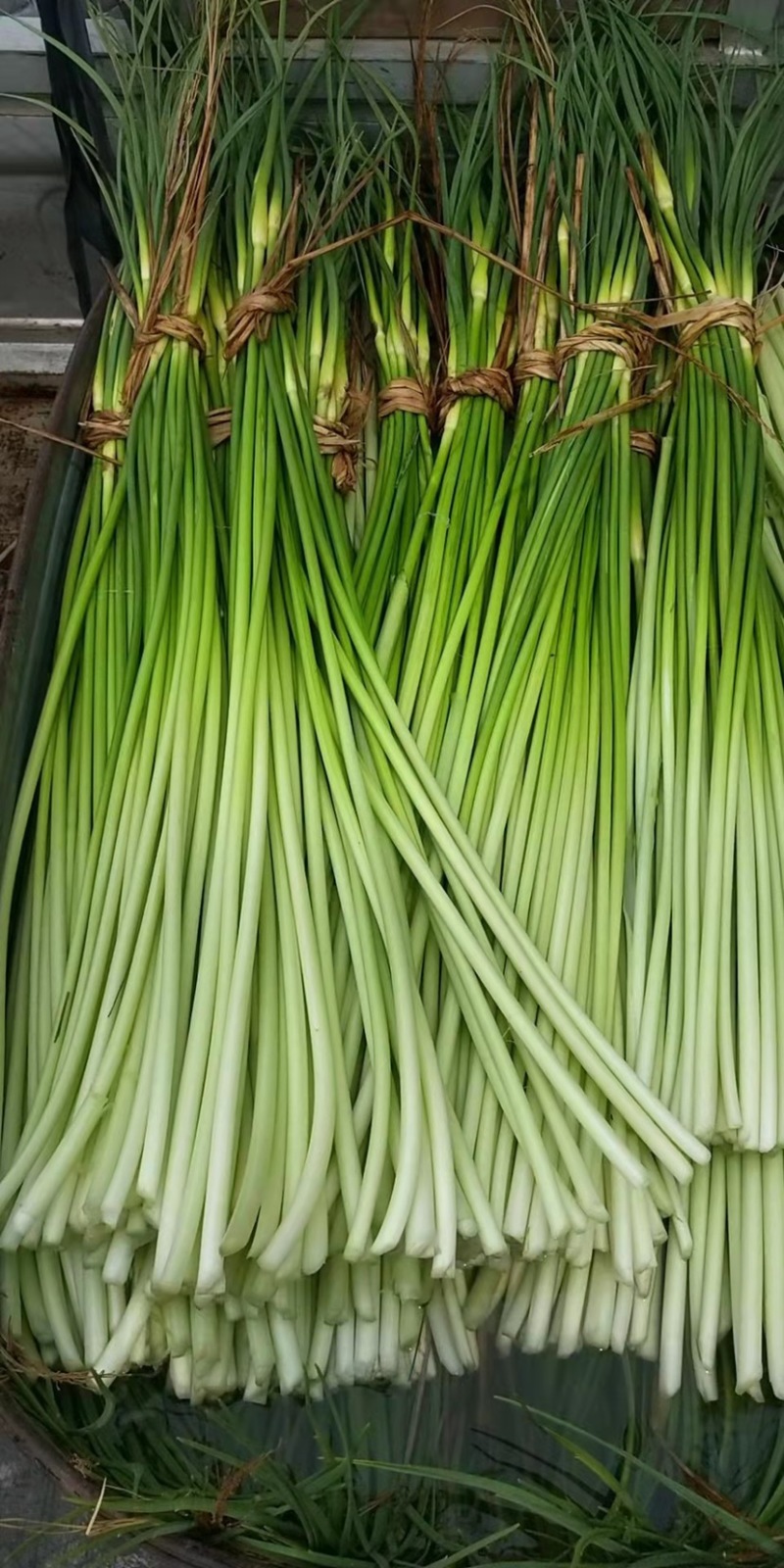 邳州白帽蒜苔大量上市,货源充足,产地直发,保证质量