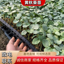 水果黄秋葵苗，带土成活率高，产量高，支持全国发货