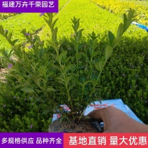 满天星孔雀梅萼距花基地直批量大从优五斤袋七斤袋