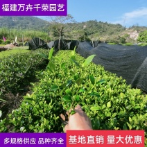 大叶栀子25公分基地直批量大实惠多规格供应