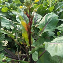 天然新鲜菜苔厂家直销全网低价