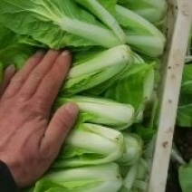 快菜