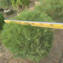 千头木麻黄绿植盆栽批发，基地直发，一手货源