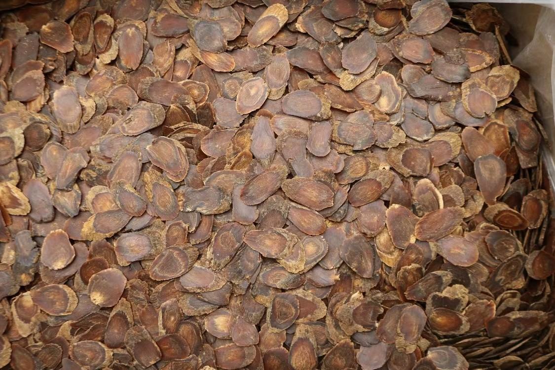 专业摄影:左侧为一支长约12cm、直径约2.5cm的吉林抚松产全须红参,表皮呈深红褐色,环纹清晰,芦碗紧密;右侧为其横向切片断面,呈现均匀细腻的角质样纹理与淡金黄色髓心,无黑心、无霉斑、无虫蛀痕迹,背景为白色亚克力台面与游标卡尺参照 长白山道地红参原料对比图:左侧为带芦碗与参须的完整红参,右侧为切片后的断面特写